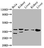 PPA2 Antibody in Western Blot (WB)