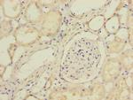 SUCLA2 Antibody in Immunohistochemistry (Paraffin) (IHC (P))