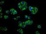 GOLPH3 Antibody in Immunocytochemistry (ICC/IF)