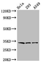 GOLPH3 Antibody in Western Blot (WB)