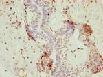 NOLA3 Antibody in Immunohistochemistry (Paraffin) (IHC (P))