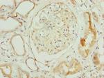 NOLA3 Antibody in Immunohistochemistry (Paraffin) (IHC (P))