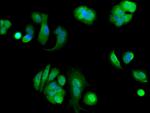 eIF4ENIF1 Antibody in Immunocytochemistry (ICC/IF)