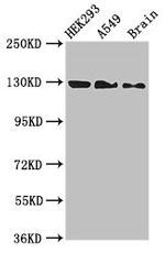 eIF4ENIF1 Antibody in Western Blot (WB)