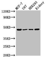 WWOX Antibody in Western Blot (WB)