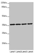 OSGEP Antibody in Western Blot (WB)