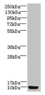 PROK2 Antibody in Western Blot (WB)