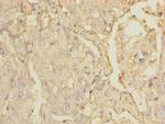 MARCO Antibody in Immunohistochemistry (Paraffin) (IHC (P))