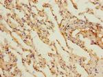 MARCO Antibody in Immunohistochemistry (Paraffin) (IHC (P))