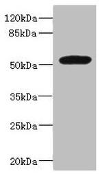 MARCO Antibody in Western Blot (WB)