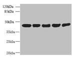 ACTRT3 Antibody in Western Blot (WB)