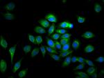 MMP28 Antibody in Immunocytochemistry (ICC/IF)