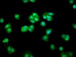 CHMP1A Antibody in Immunocytochemistry (ICC/IF)