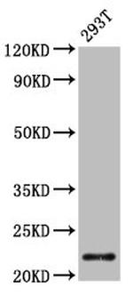 CHMP1A Antibody in Western Blot (WB)