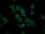 C1GALT1 Antibody in Immunocytochemistry (ICC/IF)