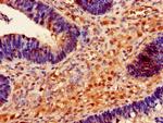 RMND1 Antibody in Immunohistochemistry (Paraffin) (IHC (P))