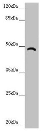 TRIM31 Antibody in Western Blot (WB)