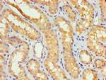 GBA3 Antibody in Immunohistochemistry (Paraffin) (IHC (P))