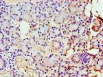 GBA3 Antibody in Immunohistochemistry (Paraffin) (IHC (P))