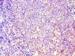 GBA3 Antibody in Immunohistochemistry (Paraffin) (IHC (P))