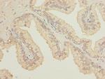 OSGEPL1 Antibody in Immunohistochemistry (Paraffin) (IHC (P))