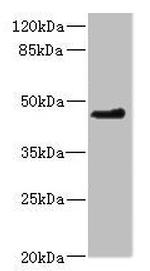 OSGEPL1 Antibody in Western Blot (WB)