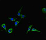 DHX33 Antibody in Immunocytochemistry (ICC/IF)