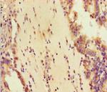 DHX33 Antibody in Immunohistochemistry (Paraffin) (IHC (P))