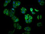 YY1AP1 Antibody in Immunocytochemistry (ICC/IF)