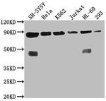 YY1AP1 Antibody in Western Blot (WB)