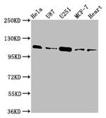 TMEM16B Antibody in Western Blot (WB)