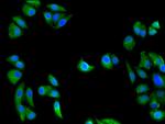 GULP1 Antibody in Immunocytochemistry (ICC/IF)