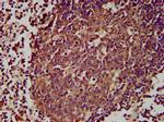 GPR174 Antibody in Immunohistochemistry (Paraffin) (IHC (P))