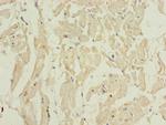 BarX1 Antibody in Immunohistochemistry (Paraffin) (IHC (P))