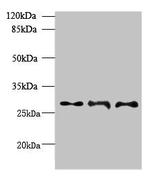 BarX1 Antibody in Western Blot (WB)