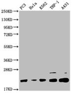 VPS29 Antibody in Western Blot (WB)