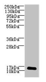 LSM7 Antibody in Western Blot (WB)