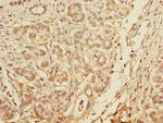 Pallidin Antibody in Immunohistochemistry (Paraffin) (IHC (P))