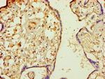 MINPP1 Antibody in Immunohistochemistry (Paraffin) (IHC (P))