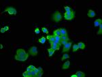 EBP1 Antibody in Immunocytochemistry (ICC/IF)