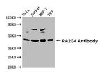 EBP1 Antibody in Western Blot (WB)