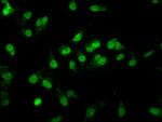 RALY Antibody in Immunocytochemistry (ICC/IF)