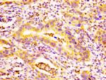 EDAR Antibody in Immunohistochemistry (Paraffin) (IHC (P))