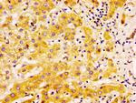 EDAR Antibody in Immunohistochemistry (Paraffin) (IHC (P))