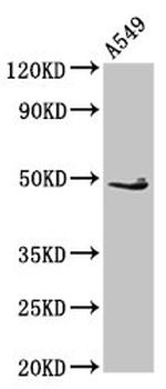 EDAR Antibody in Western Blot (WB)