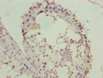 FZR1 Antibody in Immunohistochemistry (Paraffin) (IHC (P))