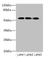 FZR1 Antibody in Western Blot (WB)