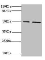 NFS1 Antibody in Western Blot (WB)