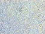 ASF1A Antibody in Immunohistochemistry (Paraffin) (IHC (P))