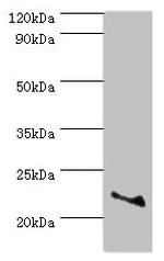 ASF1A Antibody in Western Blot (WB)